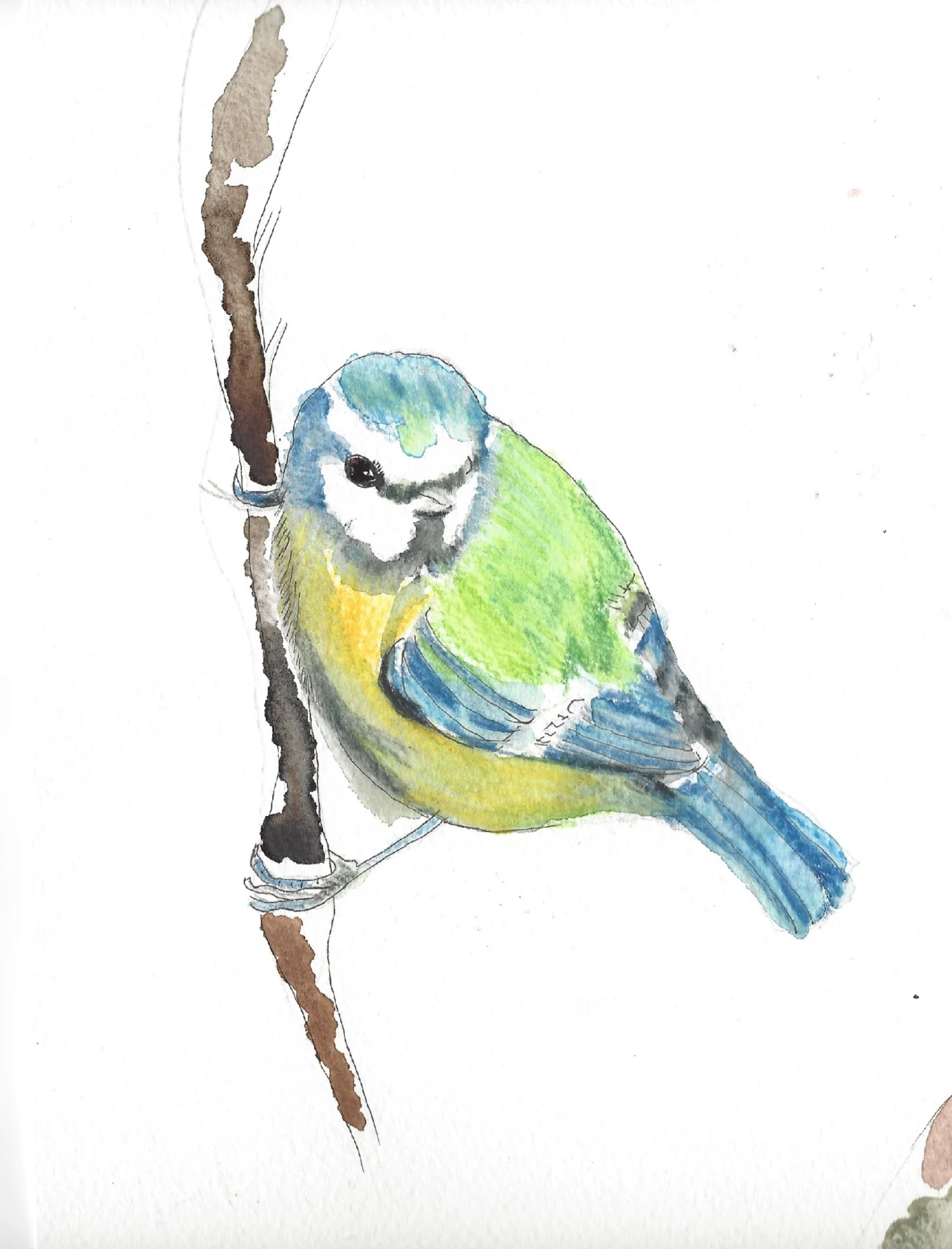 Bluetit-detail-1500.jpg