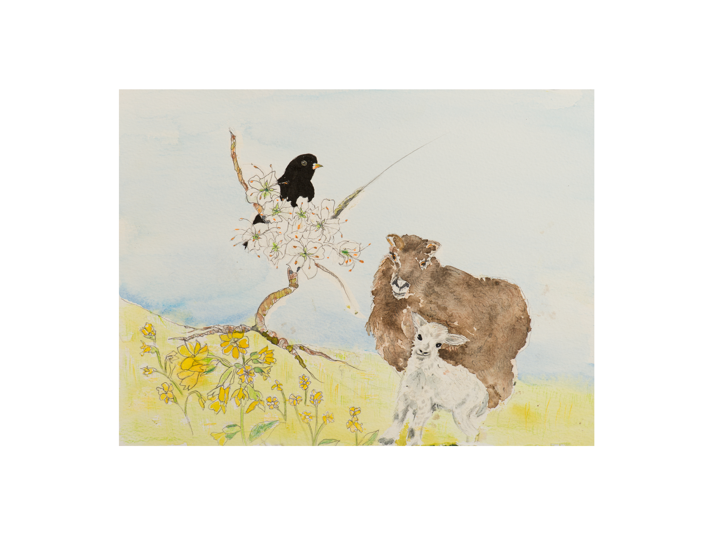 Sheep in field.jpeg