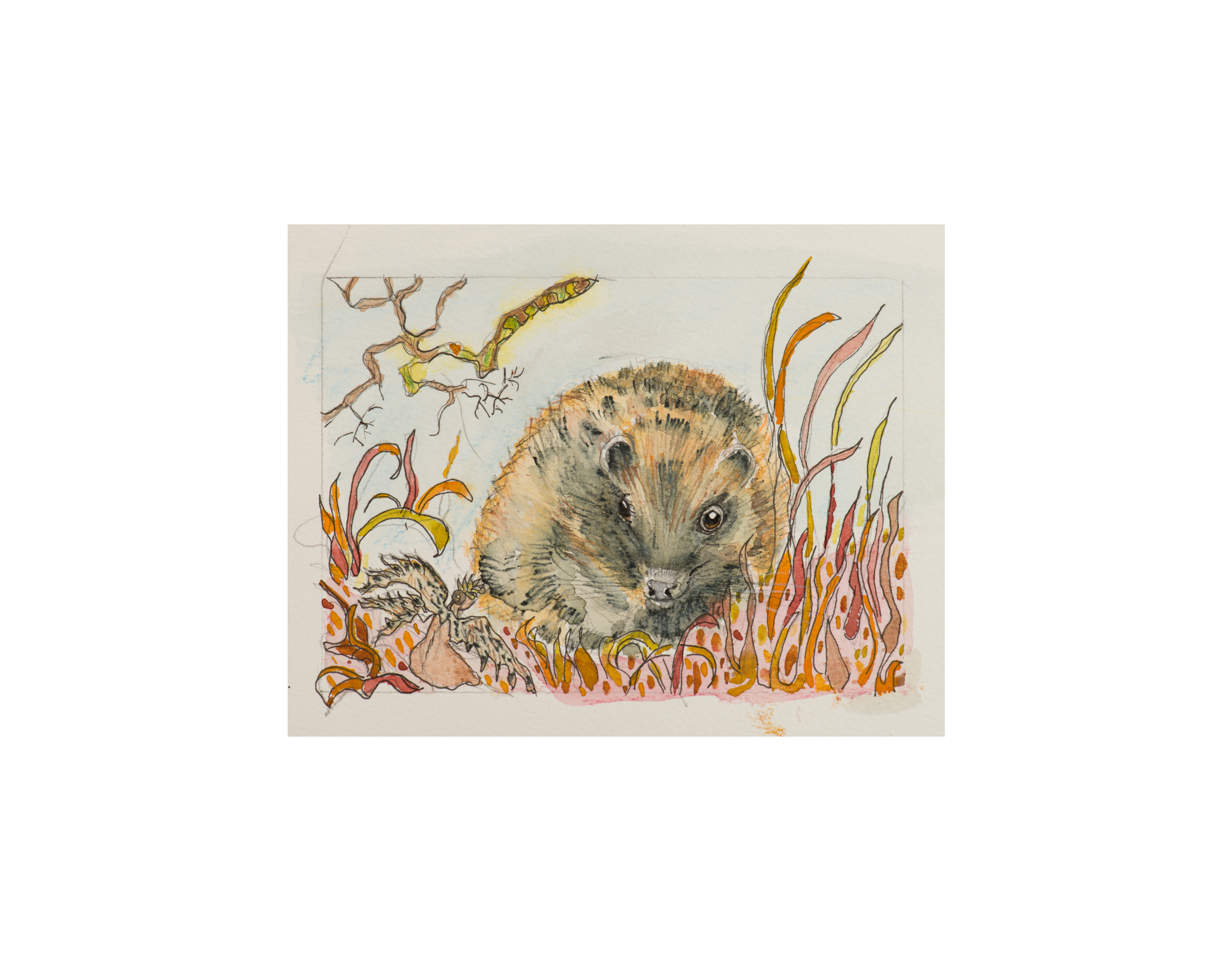 Hedgehog