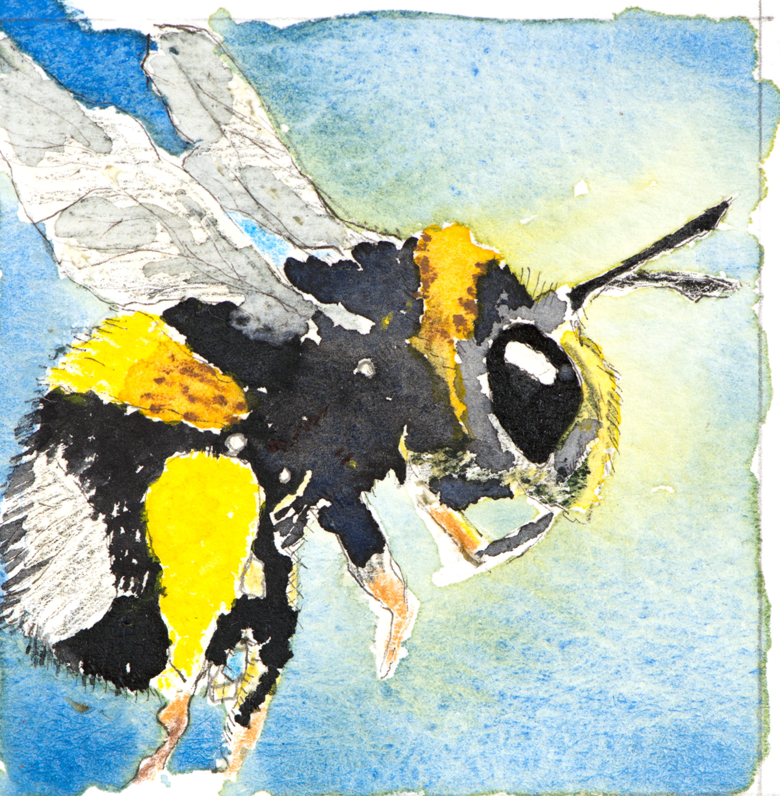 White tailed bee - detail