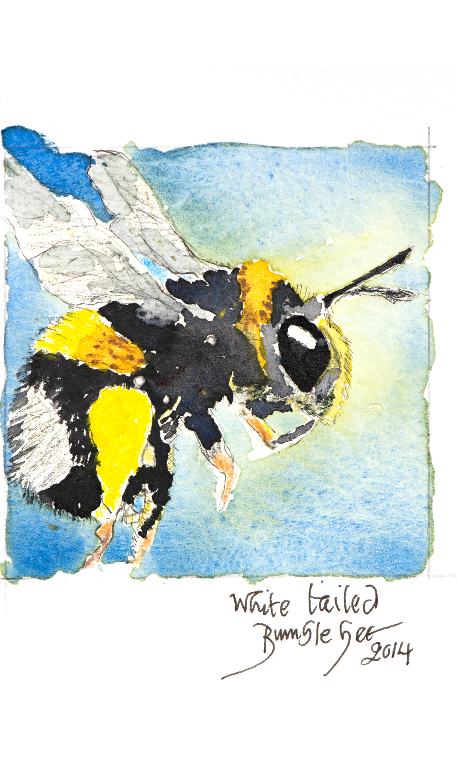 White tailed bee - detail