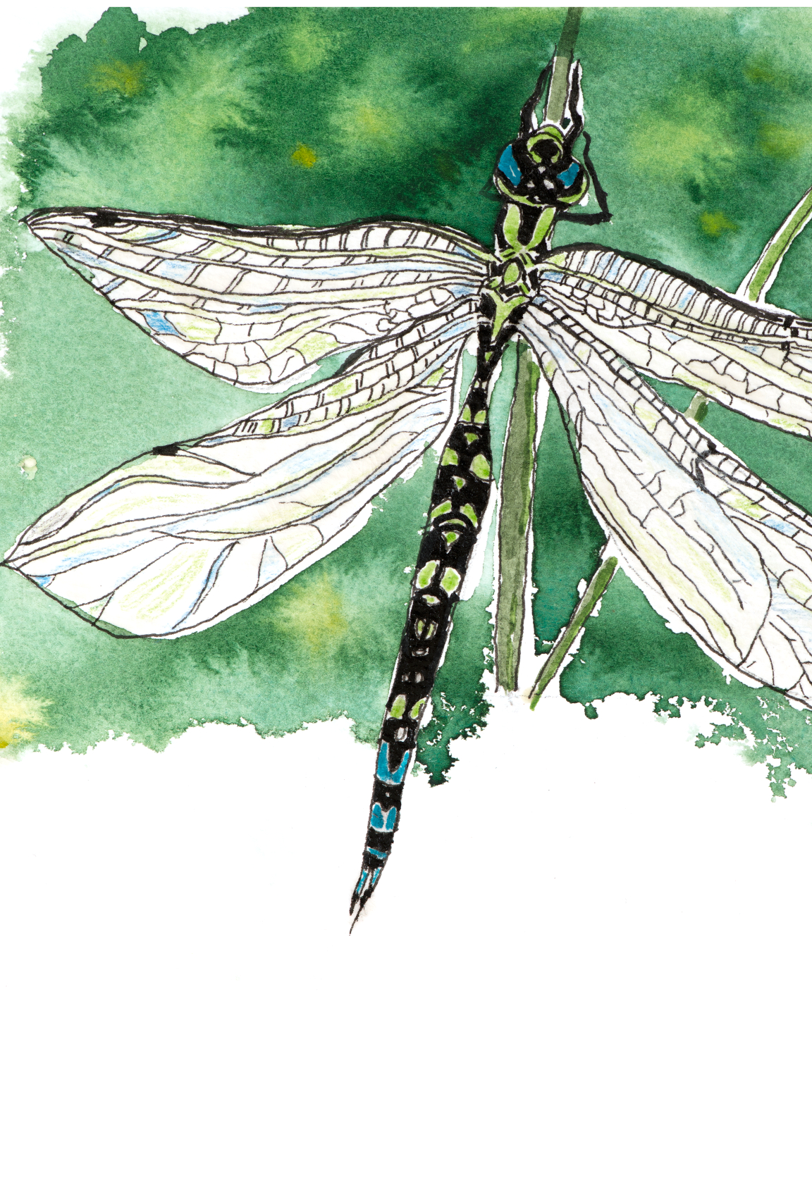 Dragonfly - detail