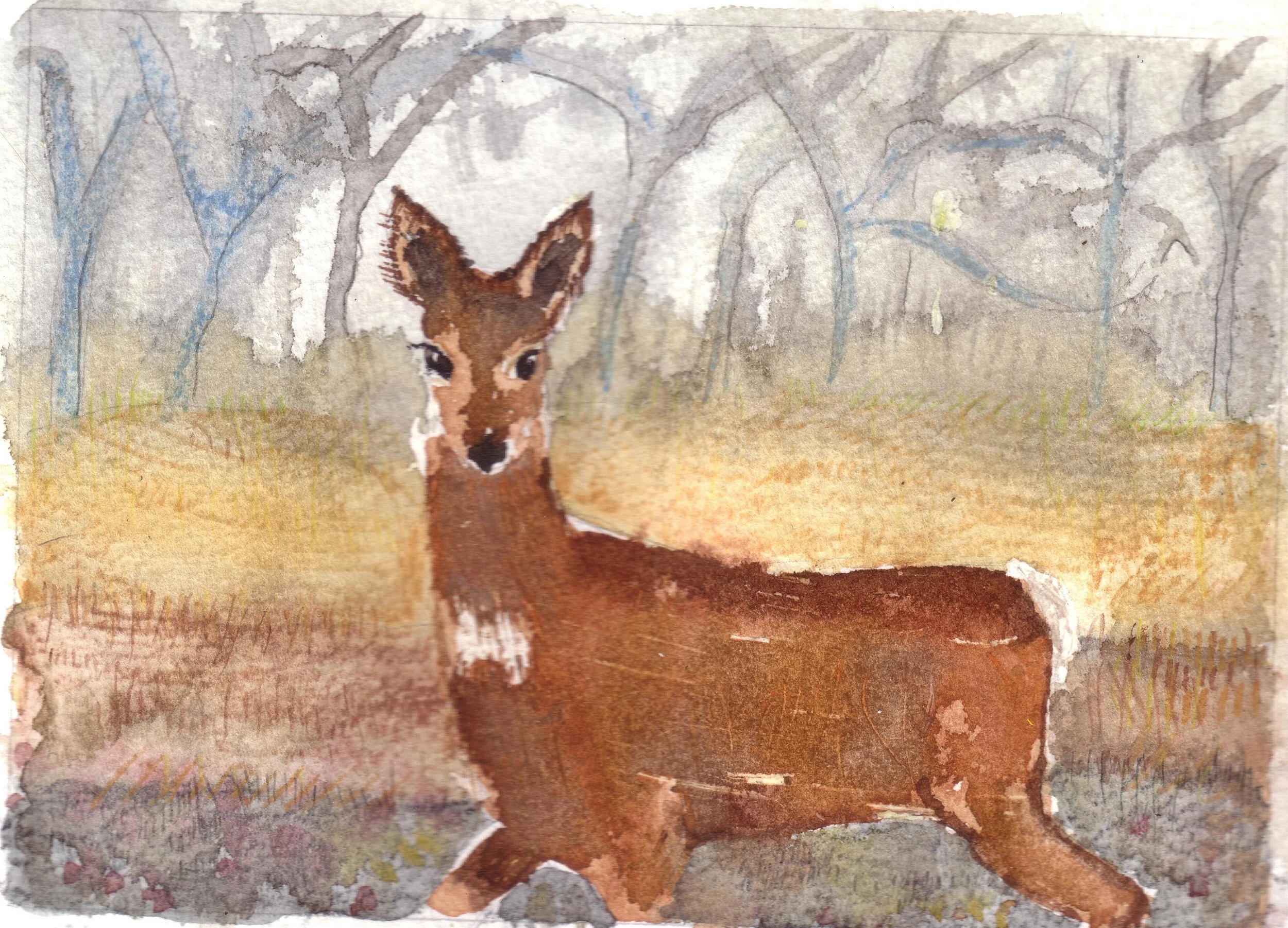 Roe deer