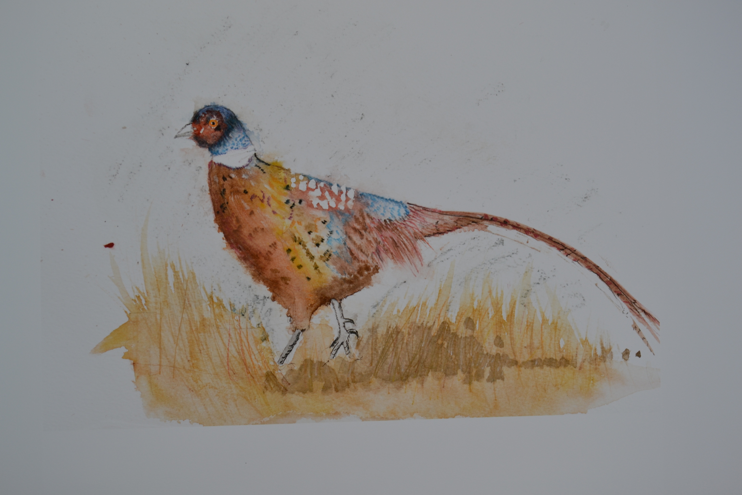 Pheasant - Autumn