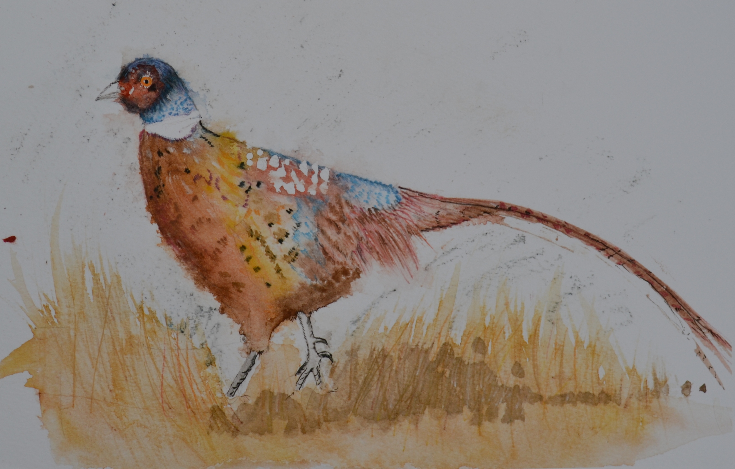 Pheasant - Autumn