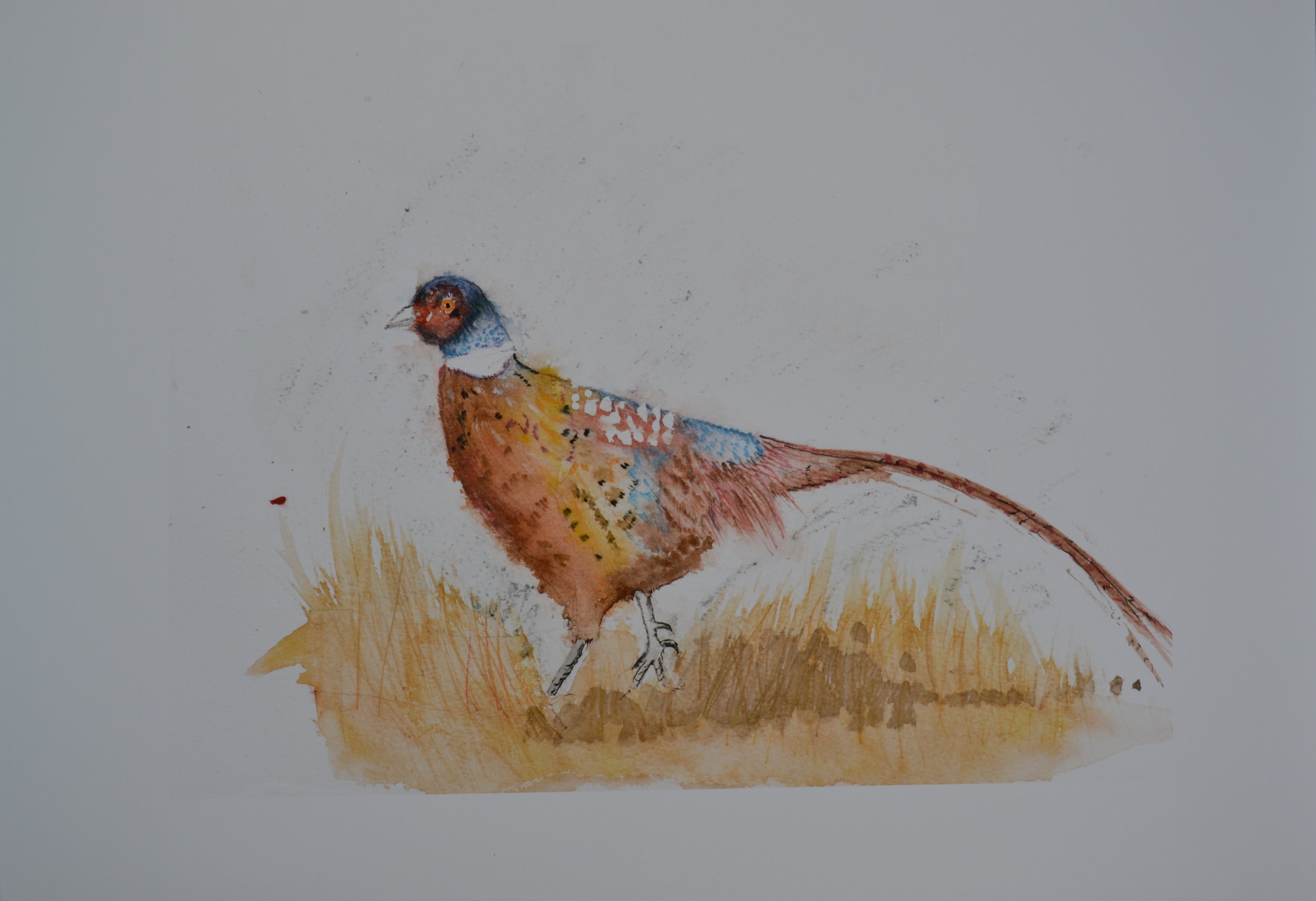 Pheasant - Autumn