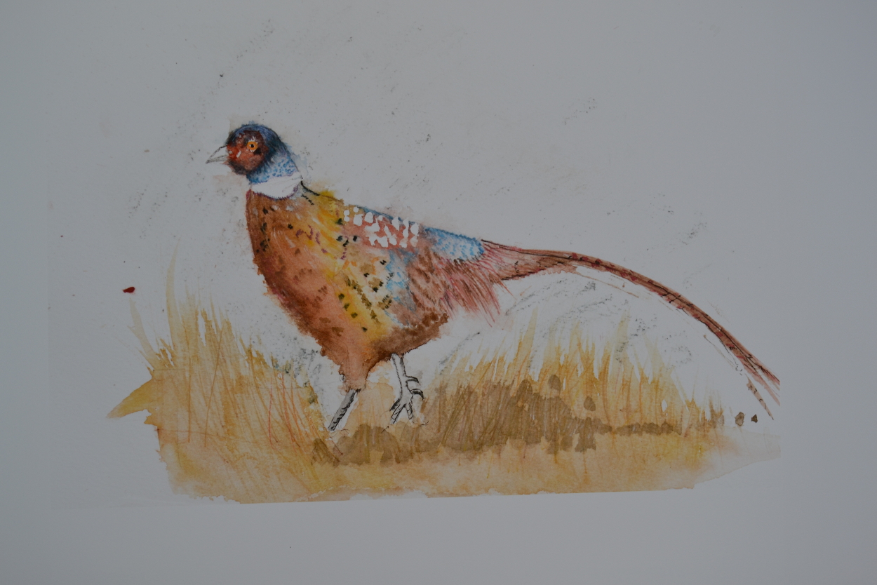 Pheasant - tail detail