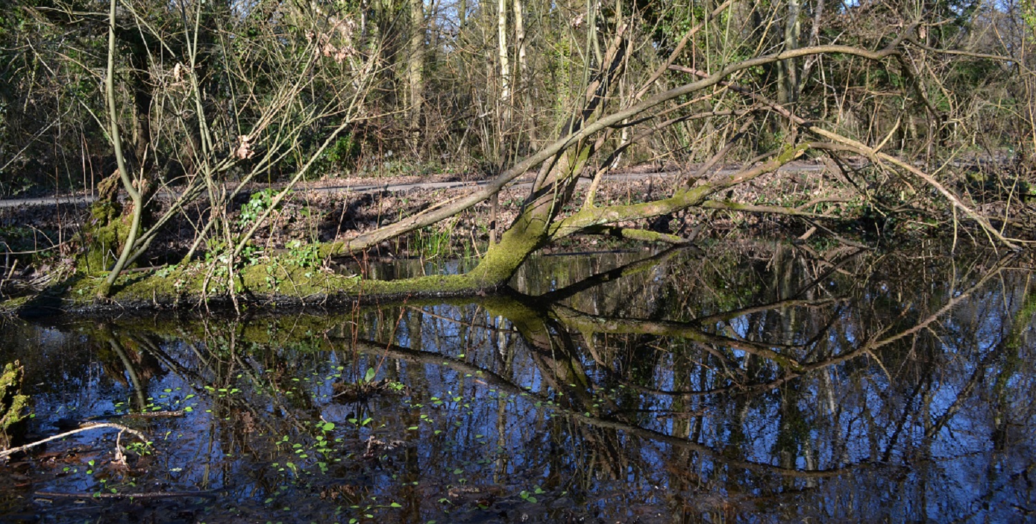 Temporary Pond