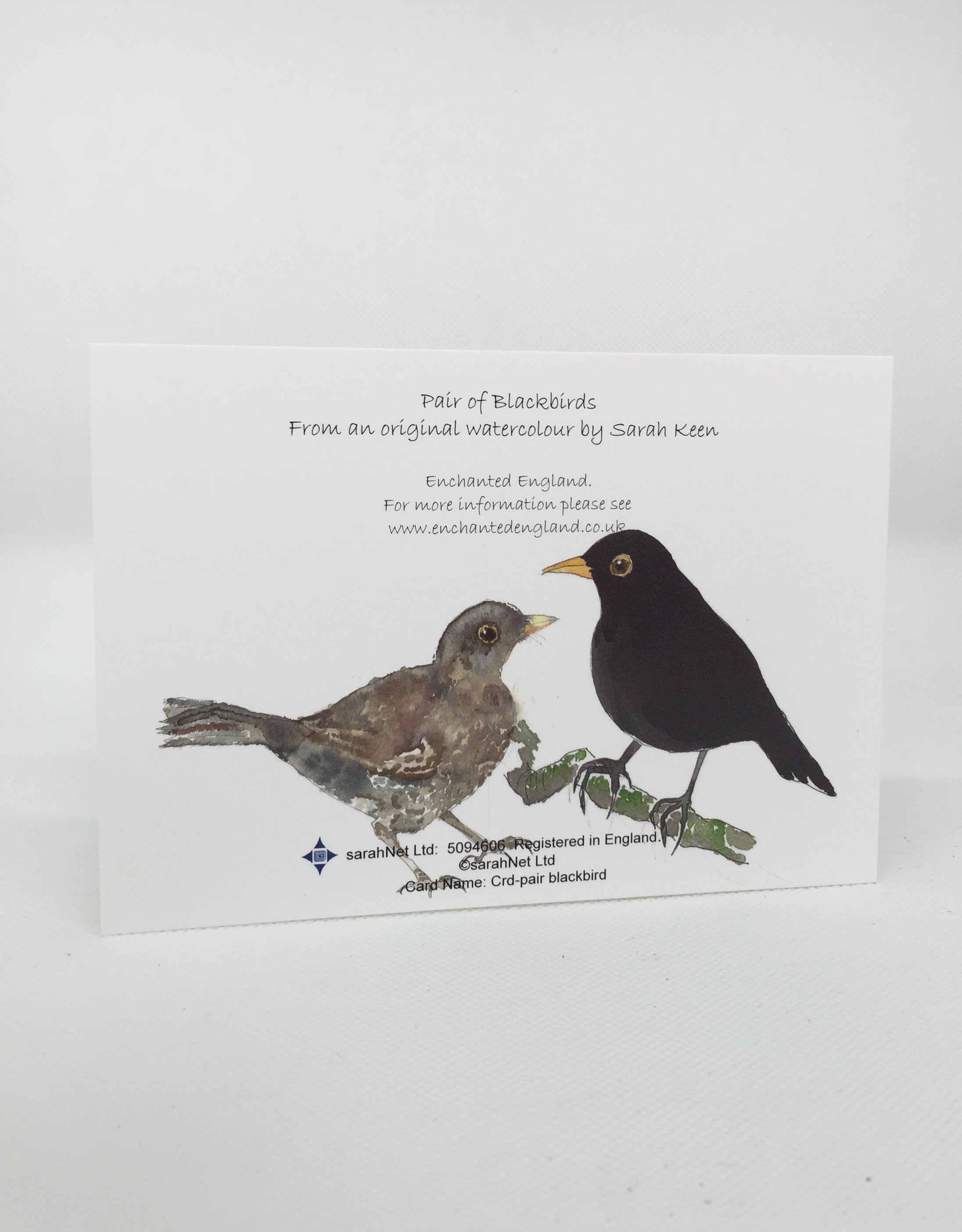 Blackbirds - Pair