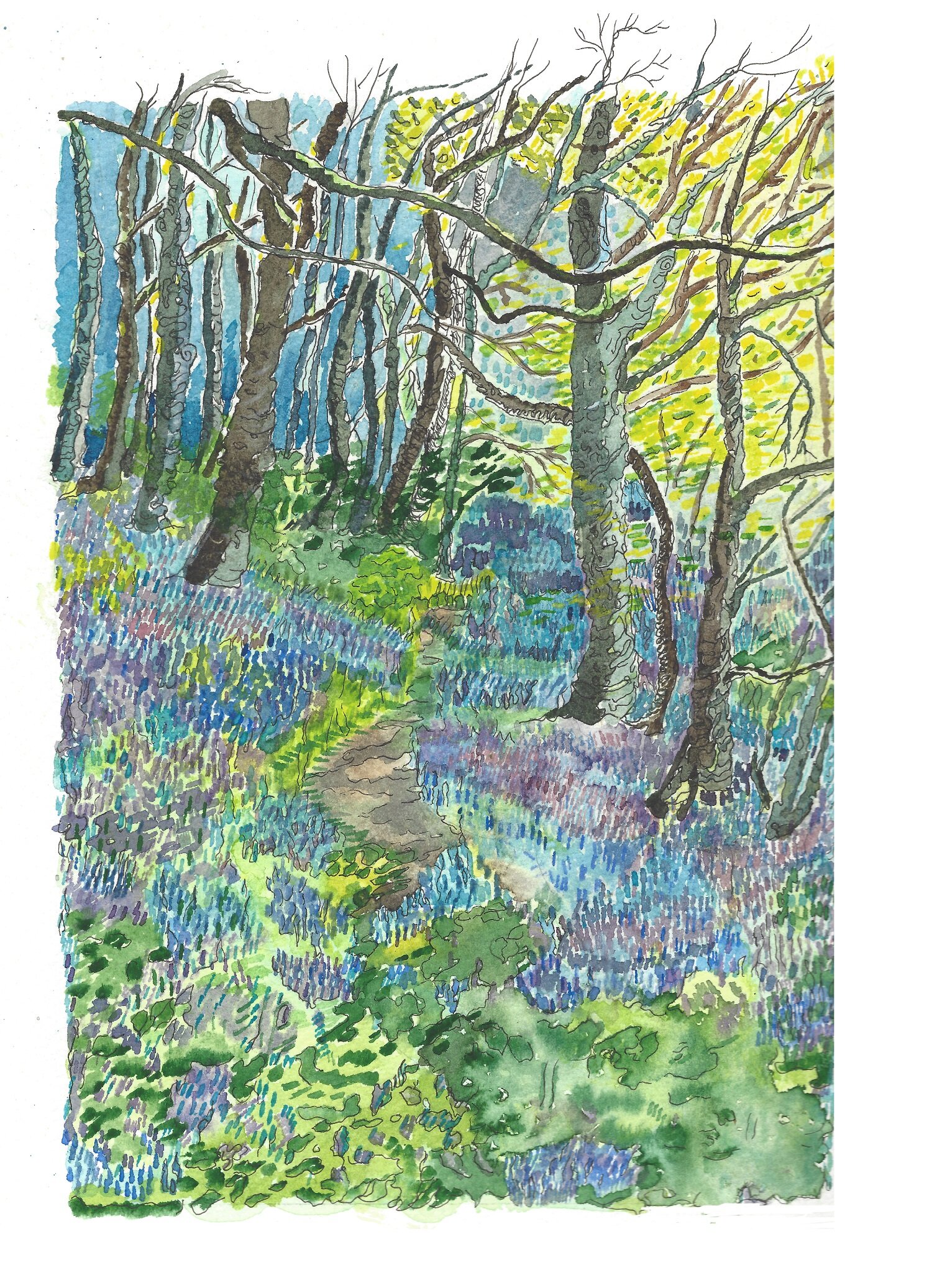 Bluebell Woods Print