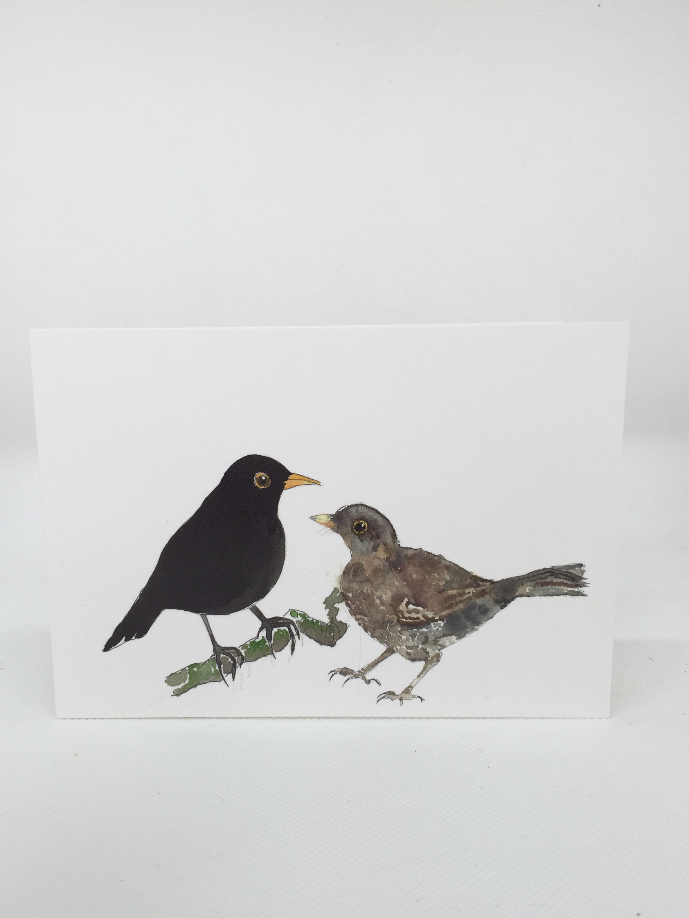 Pair of blackbirds