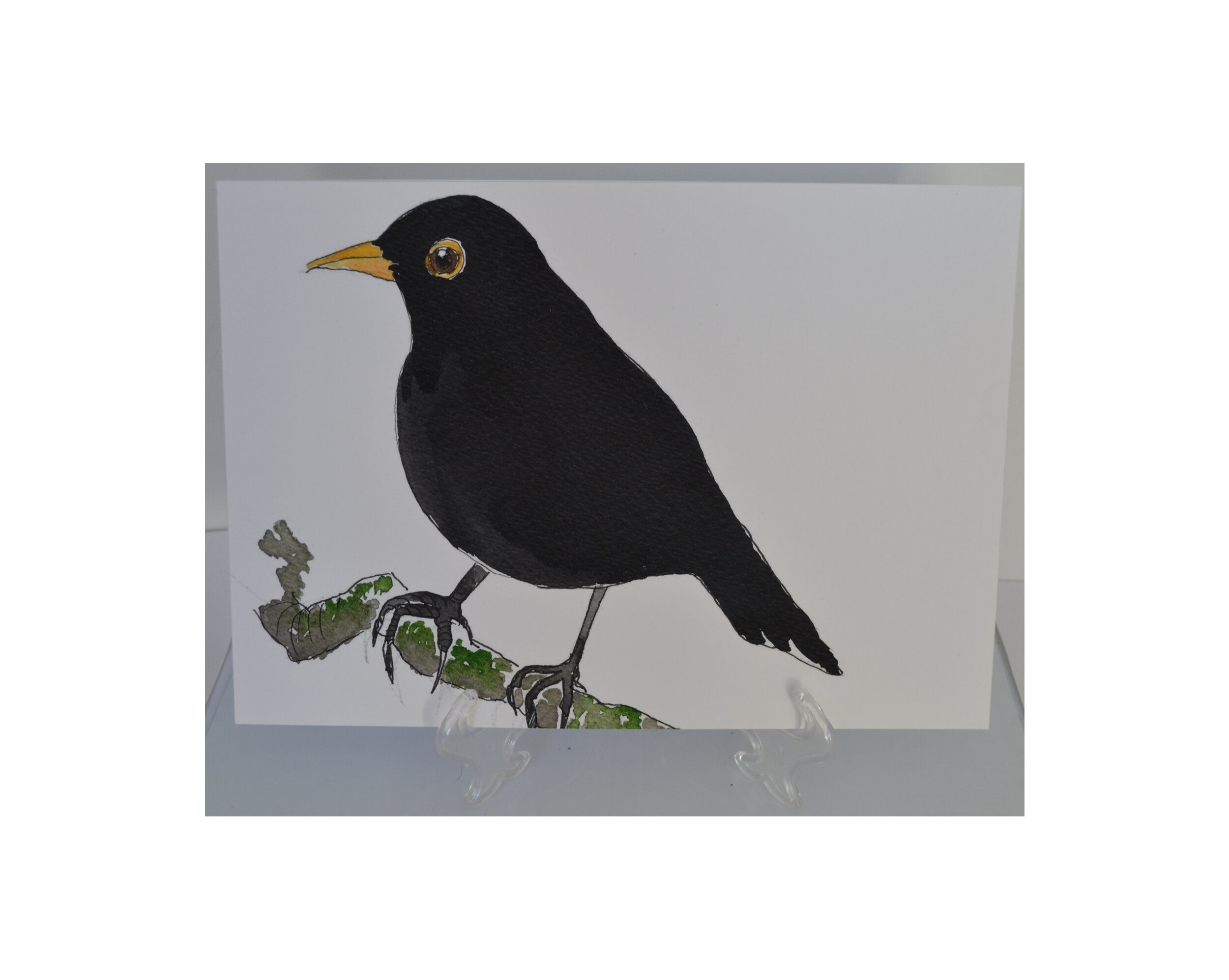 Blackbird greetings A4- print
