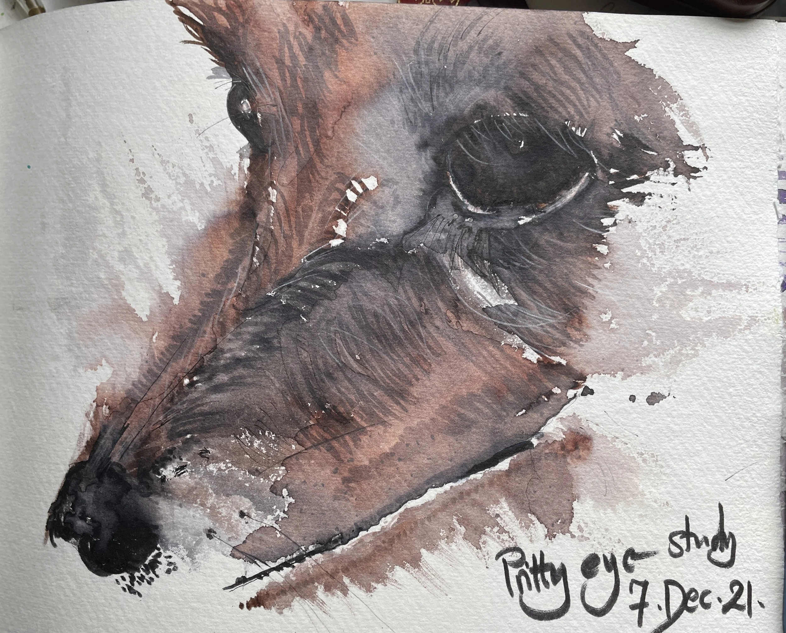 Watercolour of Pritti - rescue dog - much loved.