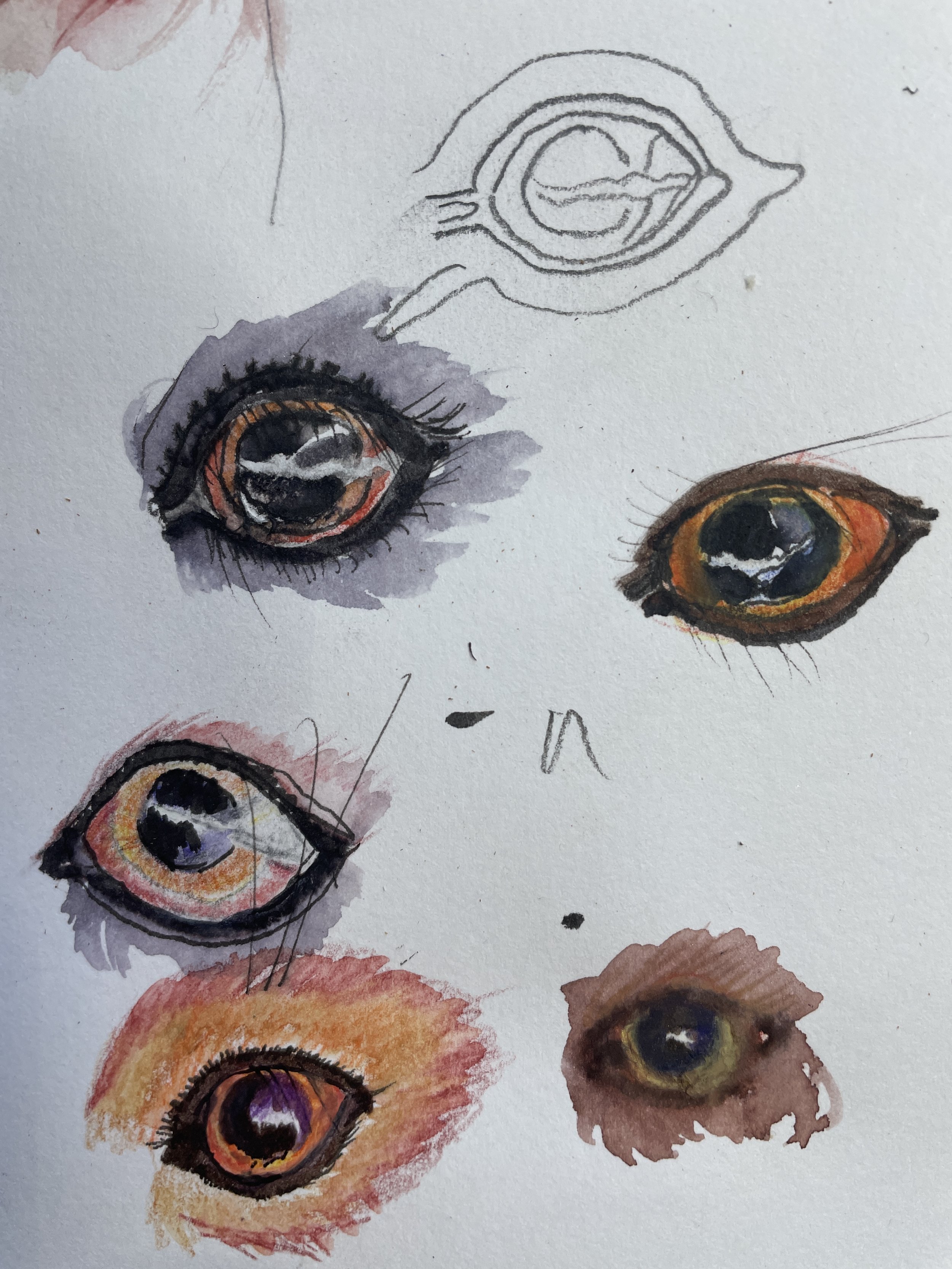 Study of eyes