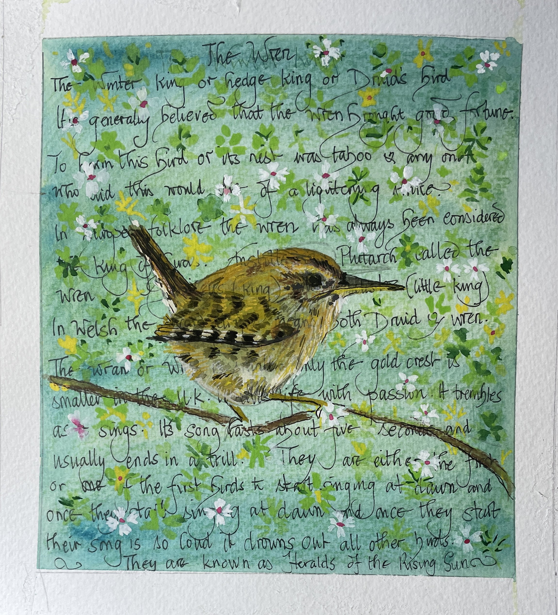 Picture of Wren against descriptive text.