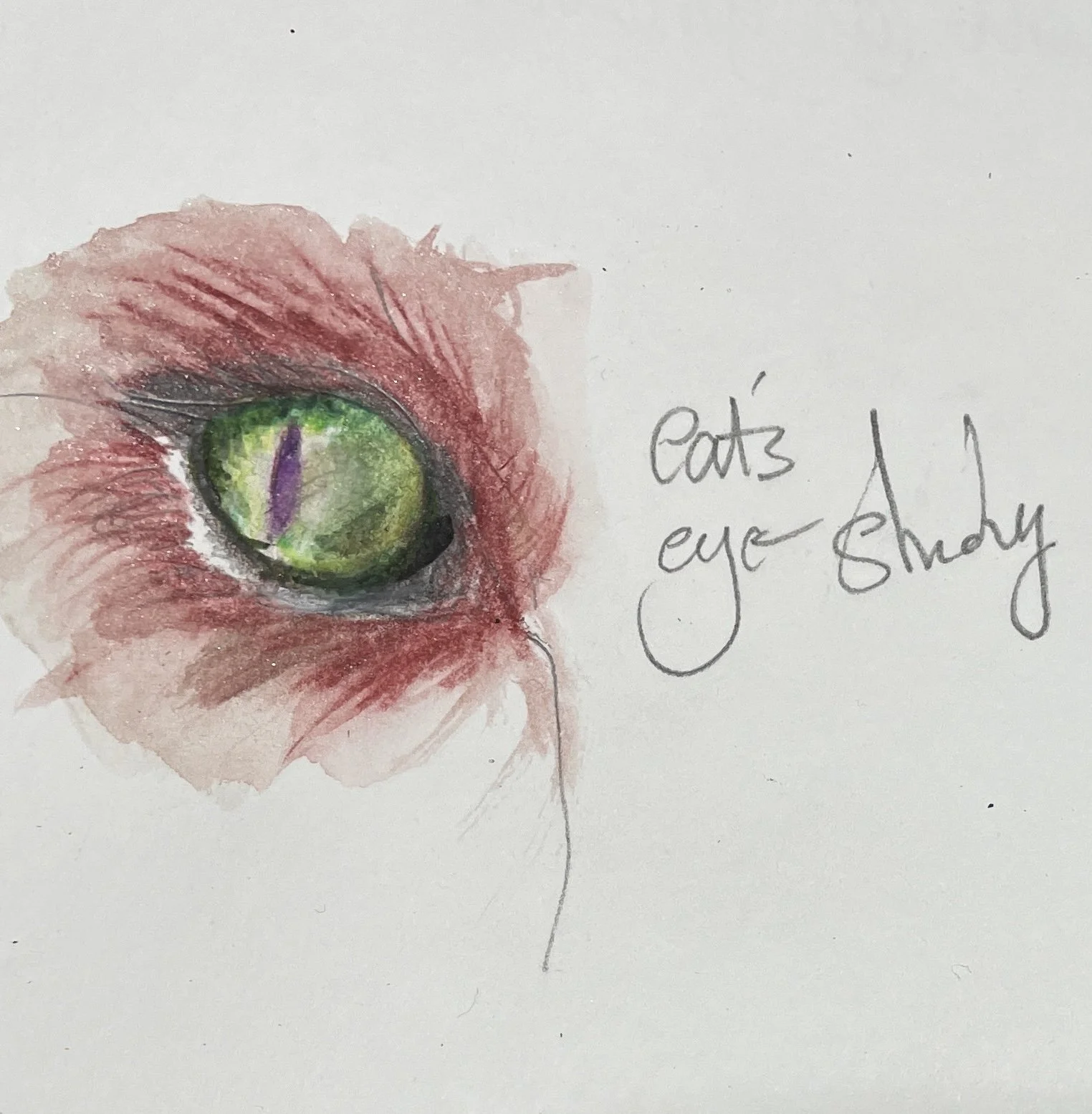 Cat's eye study