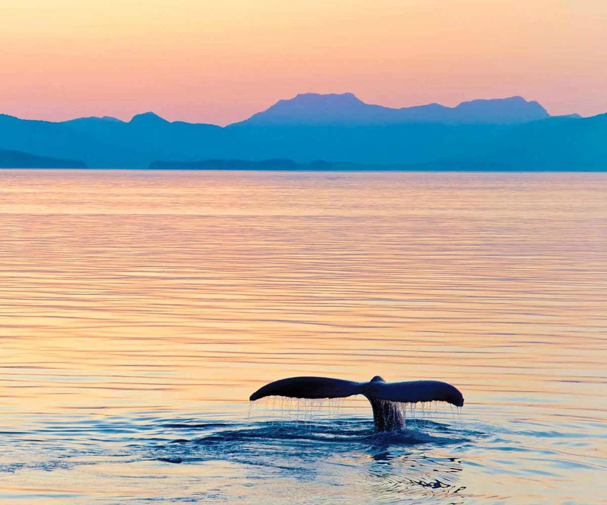 ACL_WhaleWatching.jpg