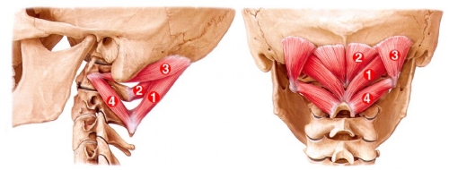 Healthy upper neck motion and muscles can significantly improve headaches.