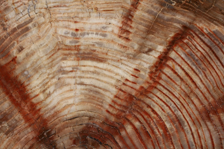 The_Childrens_Museum_of_Indianapolis_-_Miocene_ginkgo_wood_-_detail.jpg