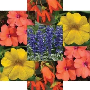 vivid sun garden square.jpeg