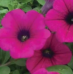 PetuniaPurple.JPG