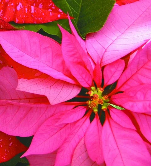 poinsettias pink.jpeg