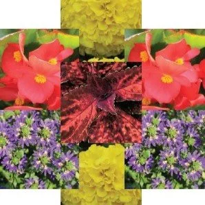 energizing sun garden square.jpeg