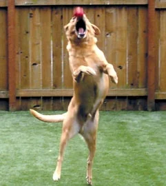 dog_jumping.jpg