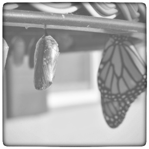 transformation_butterfly-01.jpeg