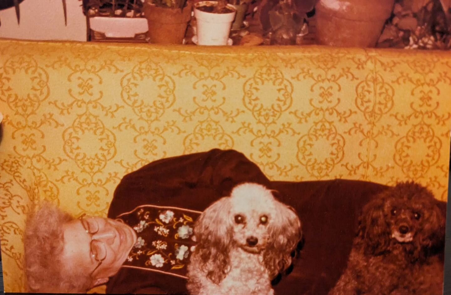 My Oma with some of her mini poodles in the 1970s. My aunt just gave me this photo and I thought it was so good. She said the gray guy's name is Buzz. What a dream.

#poodles #buzzthedog #minipoodle #minipoodlesofinstagram #1970s #vintagephoto #thewa