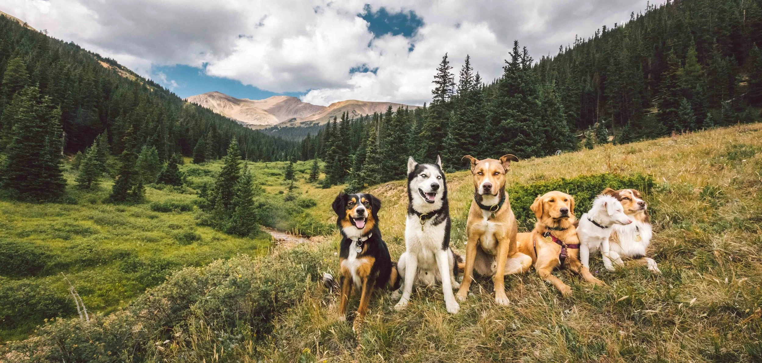Herman+Gulch+Group+Hike+Dog.jpg