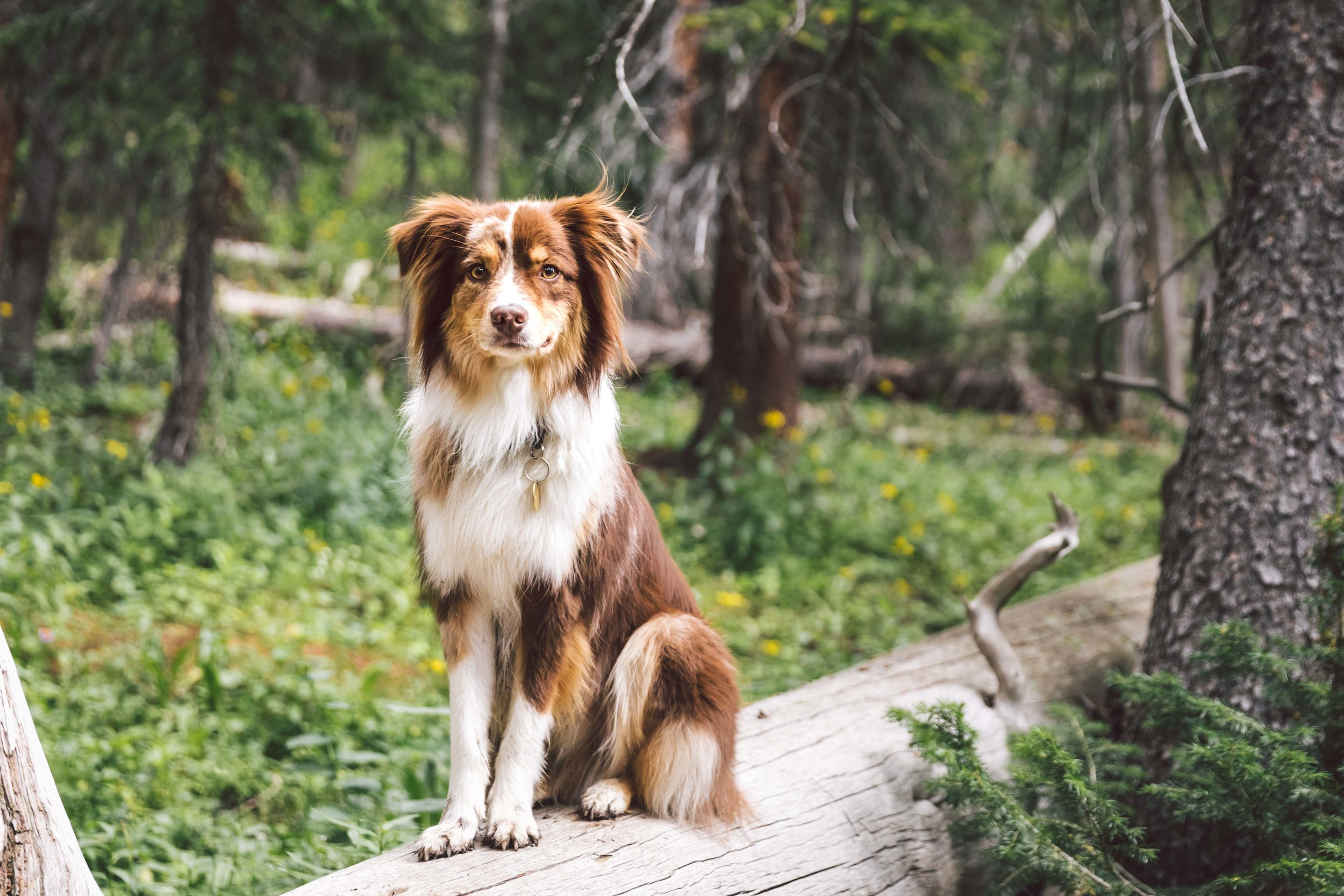 Herman Gulch Web Friendly-7.jpg
