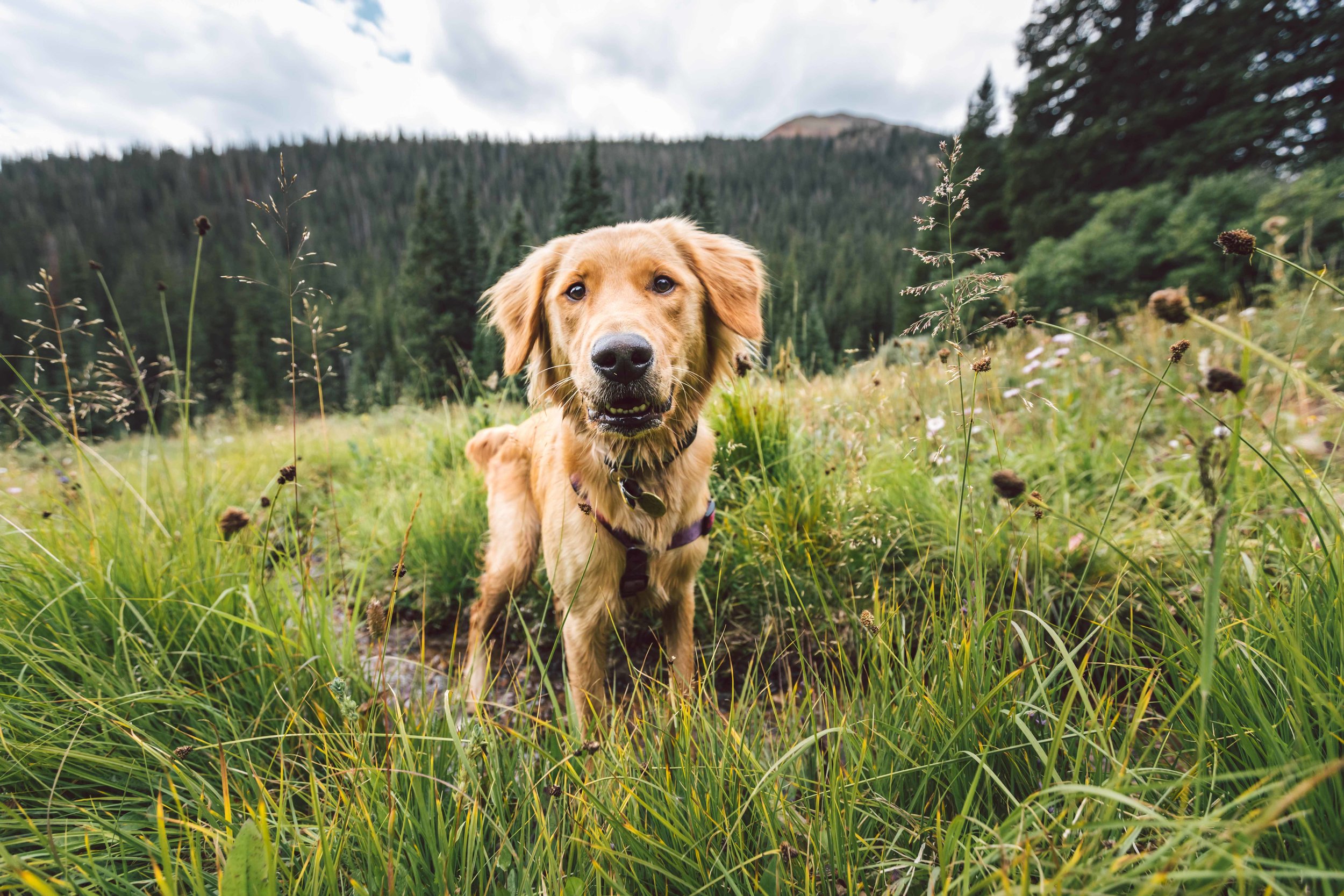 Herman Gulch Web Friendly-28.jpg
