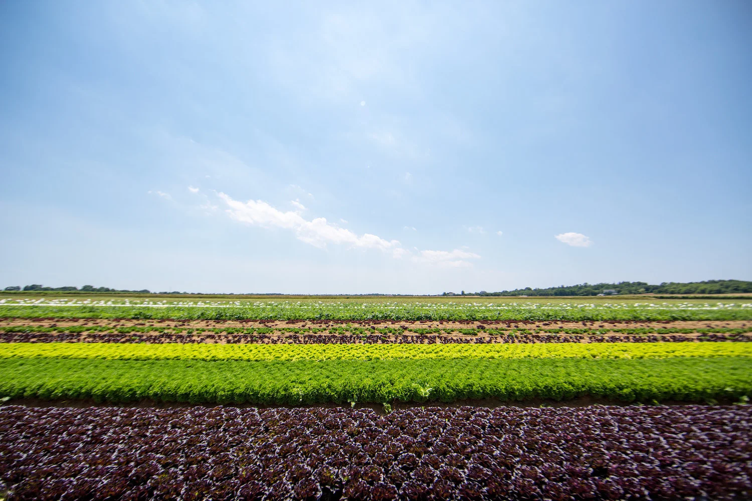 NYC-Partners-Satur-Farms-1.jpg