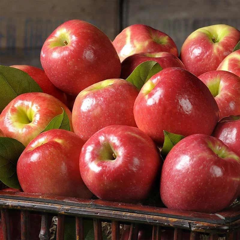 pink-lady-apples_4.jpg