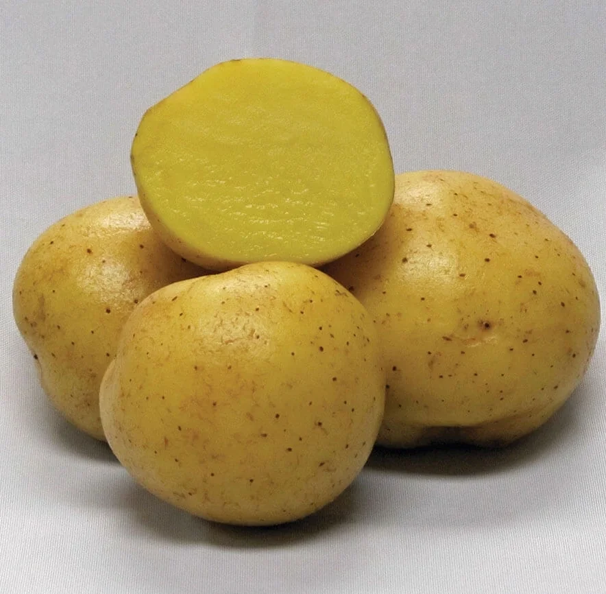 Satina-Organic-Seed-Potatoes-PT618.jpg