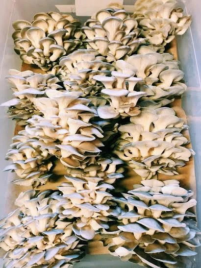Mushrooms