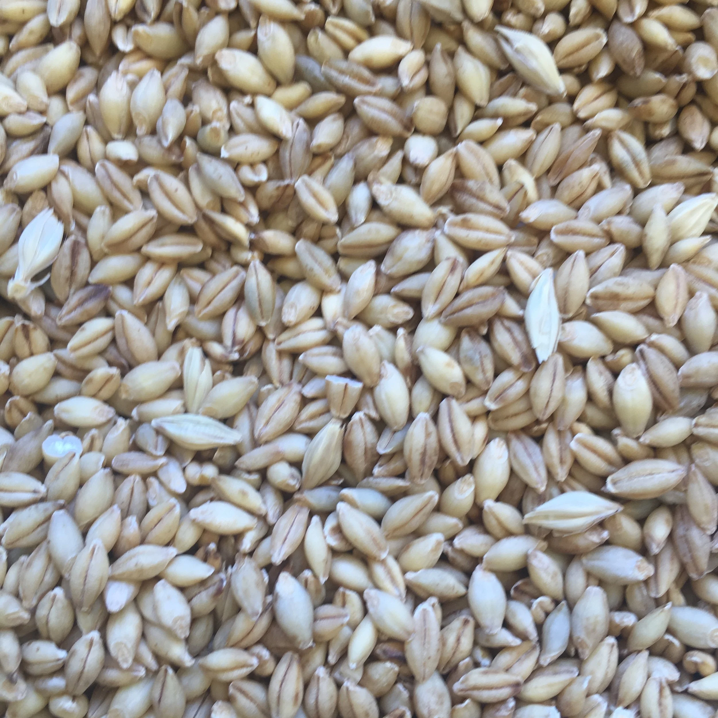 Grains, Flours &amp; Beans