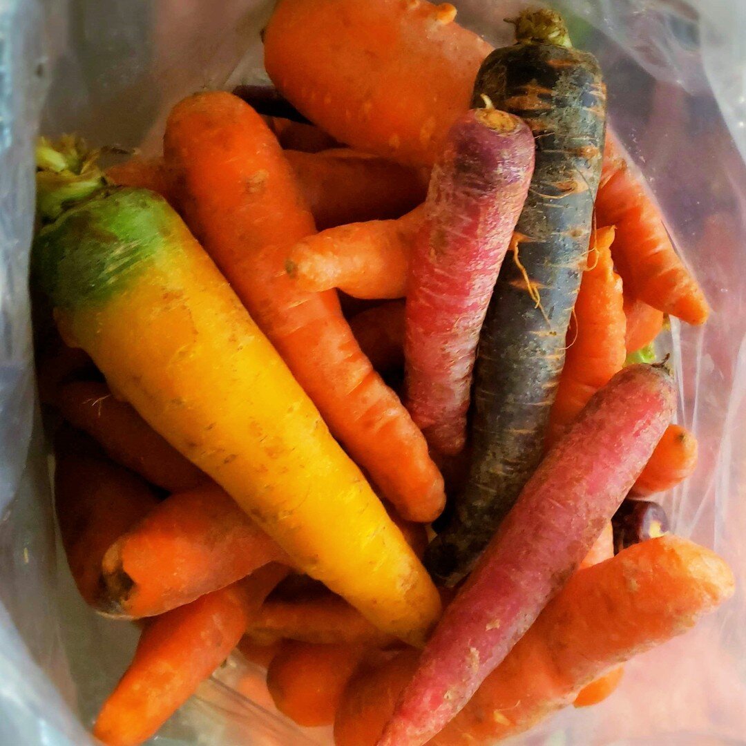 Rainbow carrots from Juniper Hill Farm in Wadhams, New York come in four brilliant colors - all of them sweet, fresh, and crunchy.  Available in 25 lb. pack size.⁠
⁠
#local #localfood #farmtotable #juniperhillfarm #rootvegetables #eattherainbow #nycc