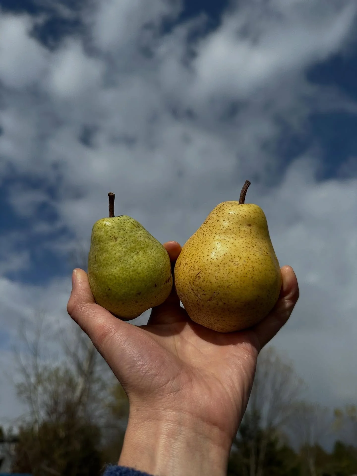 For over 4 years GrowNYC Wholesale has proudly sourced seasonal produce from Migliorelli Farm in upstate New York, a family farm known for their dedication to quality and sustainable growing. Right now we&rsquo;re bringing in a beautiful array of the