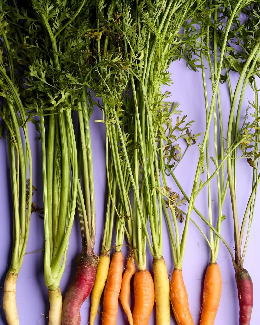 Our rainbow carrots are proudly sourced from @sunsproutfarm @halalpasturesfarm , both located in the famous black dirt region of Upstate New York. 

Did you know? The black dirt region is among the most fertile agricultural areas in the Northeast, wi