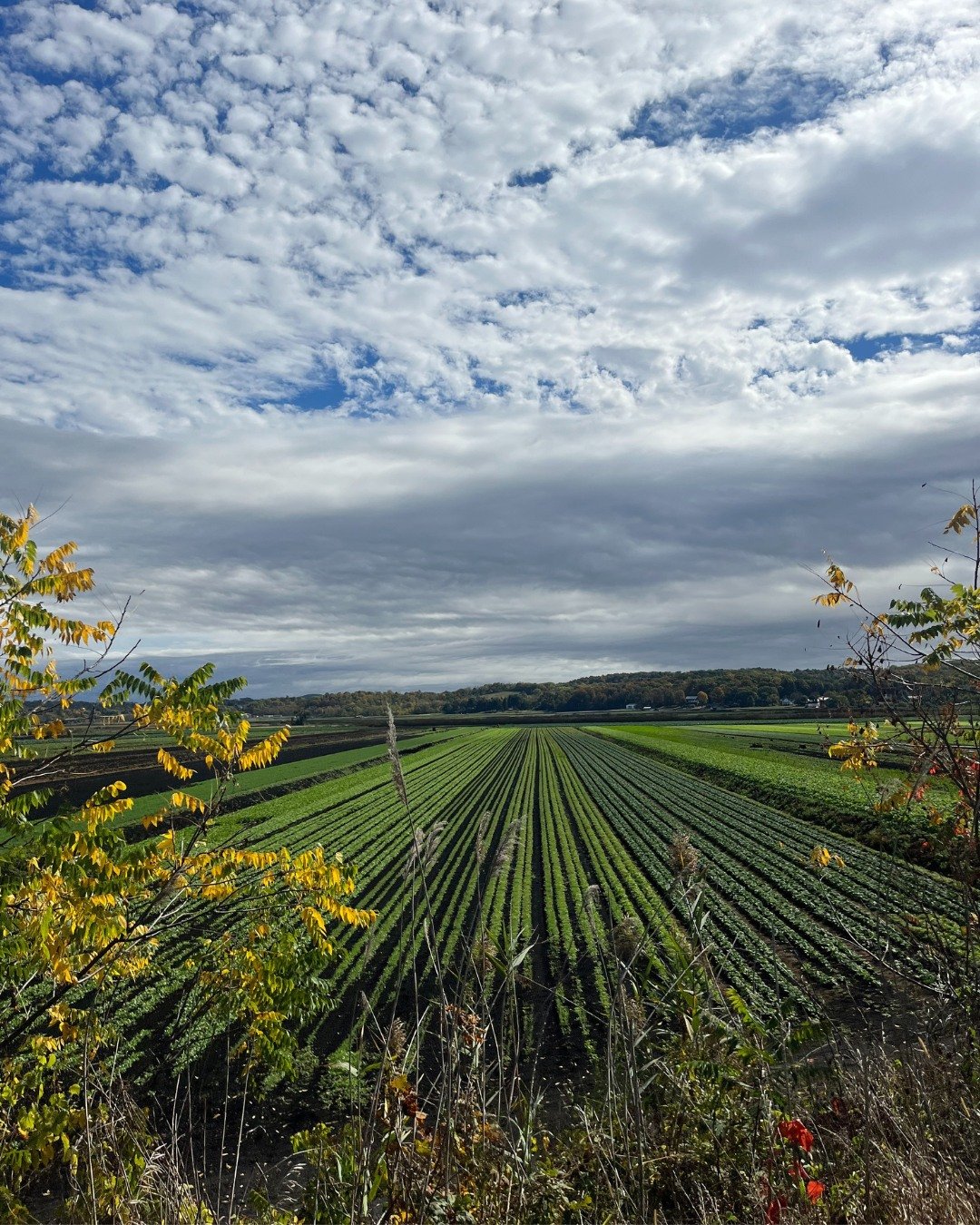 Endless fields, generations of knowledge, and a deep commitment to feeding New York &mdash; that&rsquo;s Dagele Brothers Farm! Our GrowNYC Wholesale team recently visited and saw firsthand the lush, expansive acres that this family has tended for dec