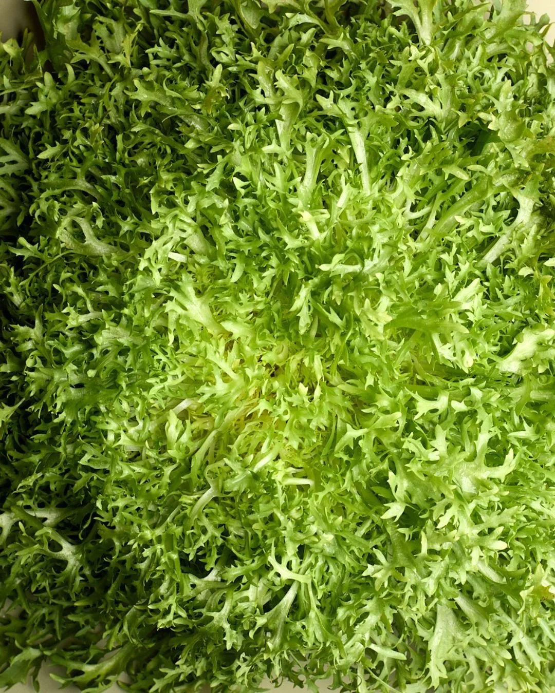 Our fris&eacute;e is sourced from @norwichmeadowsfarm 🙂