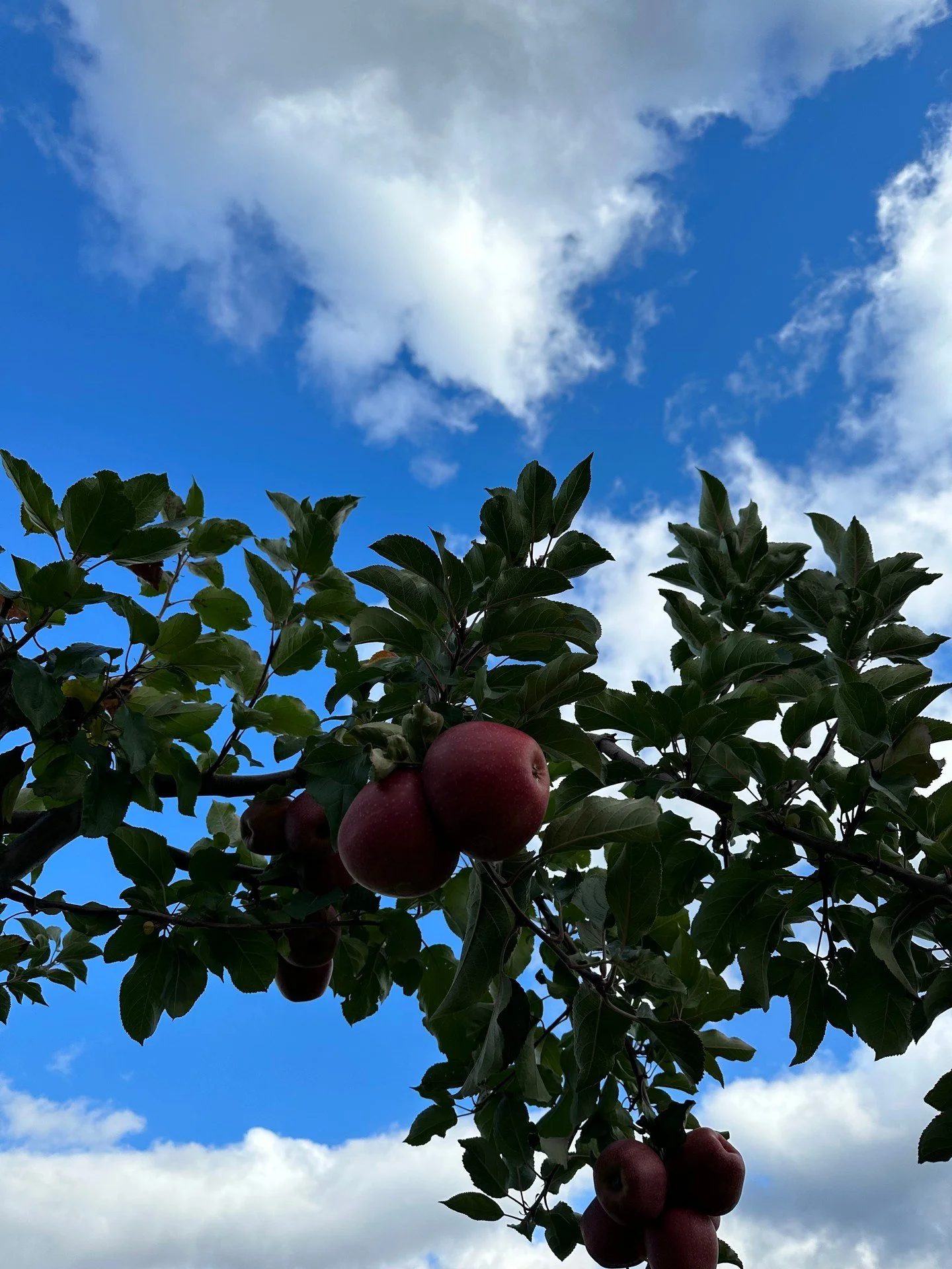 @trapanifarms is a family-run orchard in upstate New York, known for growing high-quality fruit with care for the local food system. Right now we&rsquo;re sourcing Gala, Jonagold, and Pink Lady apples from their orchards&mdash;each offering a distinc