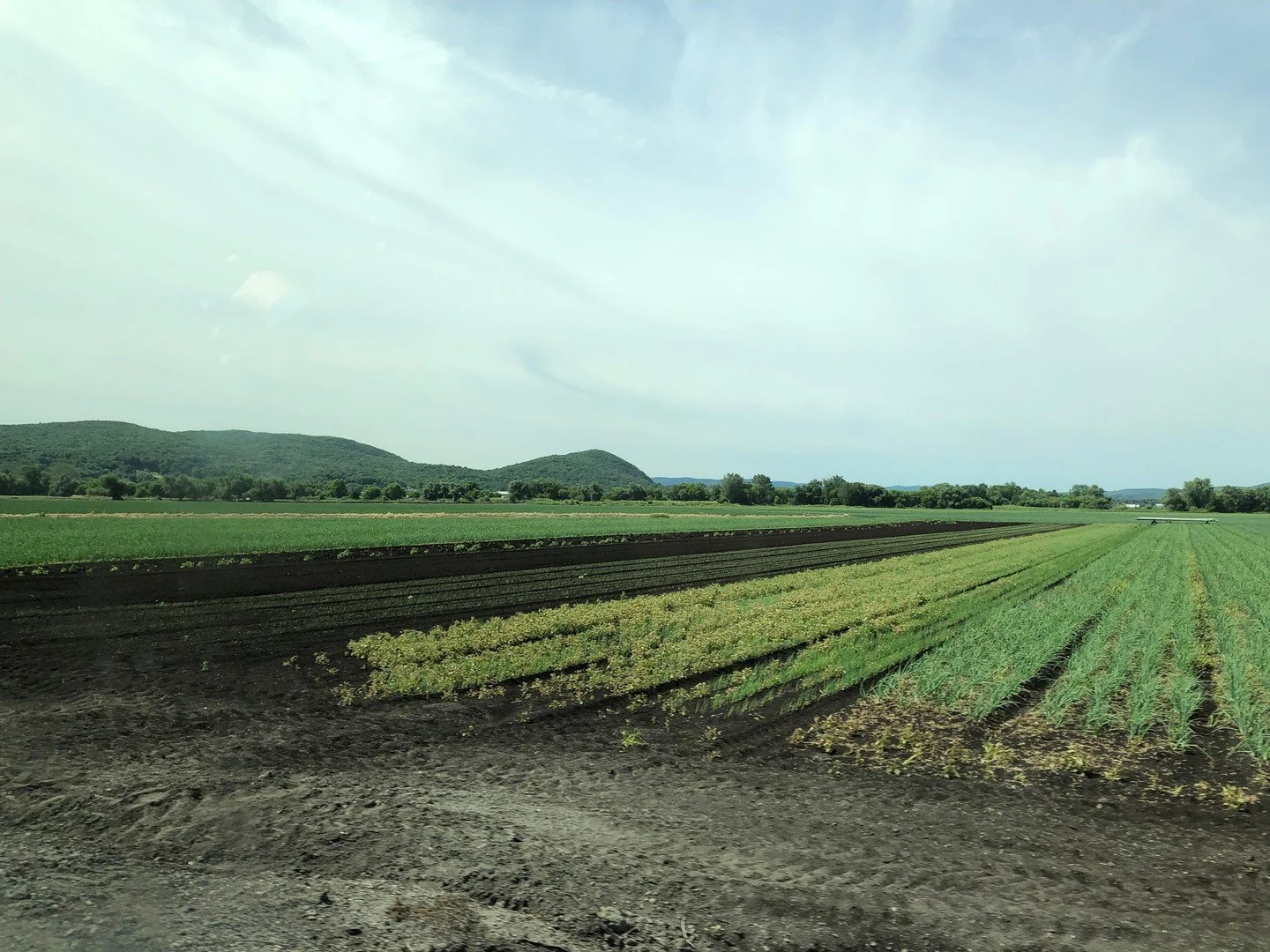 Looking back at a visit to @ssoproducefarms during high-season. We&rsquo;re proud to source from this fourth-generation vegetable farm, whose dedication and deep roots in New York agriculture help make our work possible. Thanks to their hard work in 