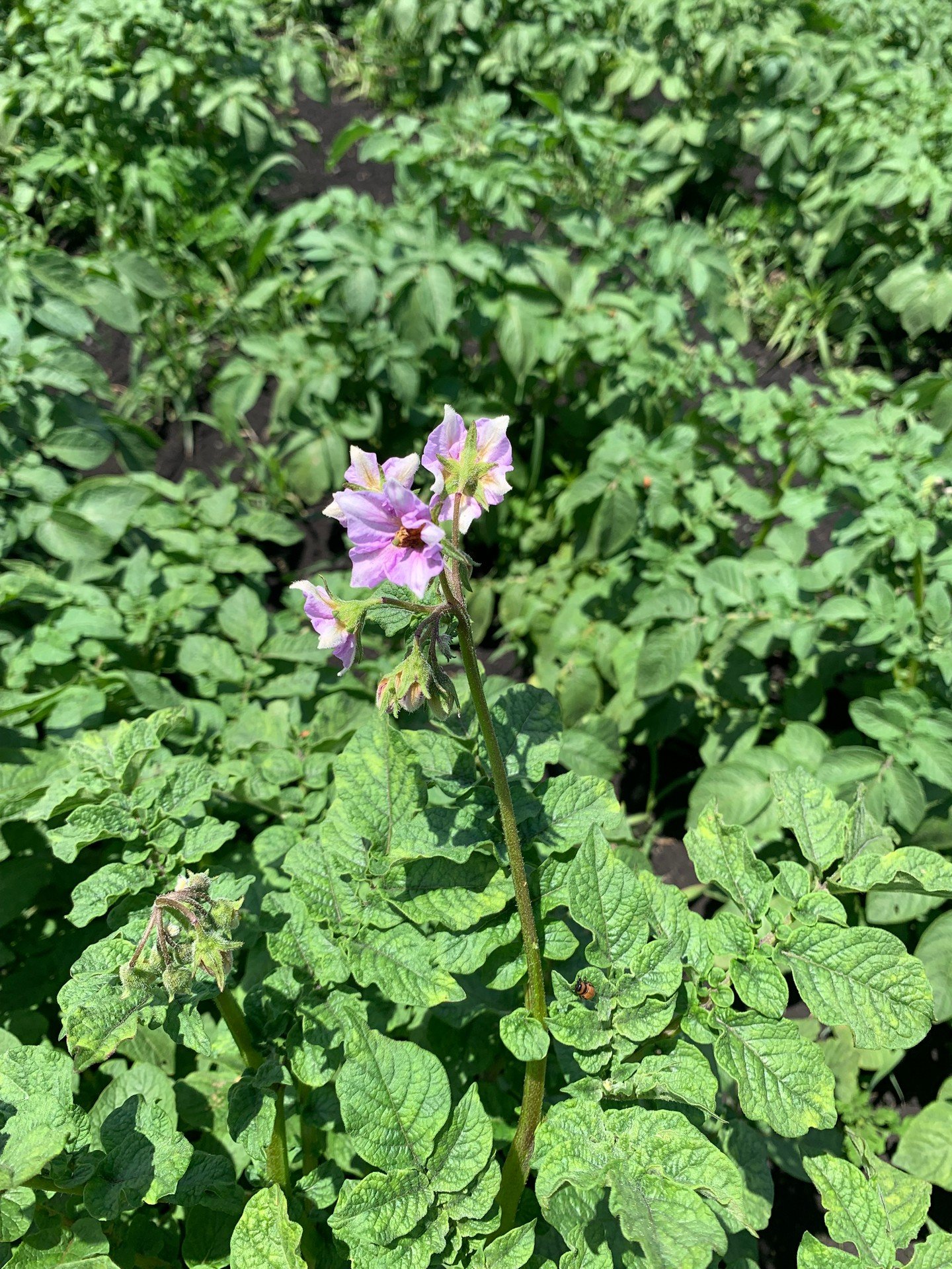 Highlighting R&amp;R Produce in Goshen, New York 🌱

We&rsquo;re proud to source from @rrgrowers, a NYS farm growing high quality produce with care. By bringing in their wholesale harvest, we&rsquo;re able to connect their work to food pantries and b