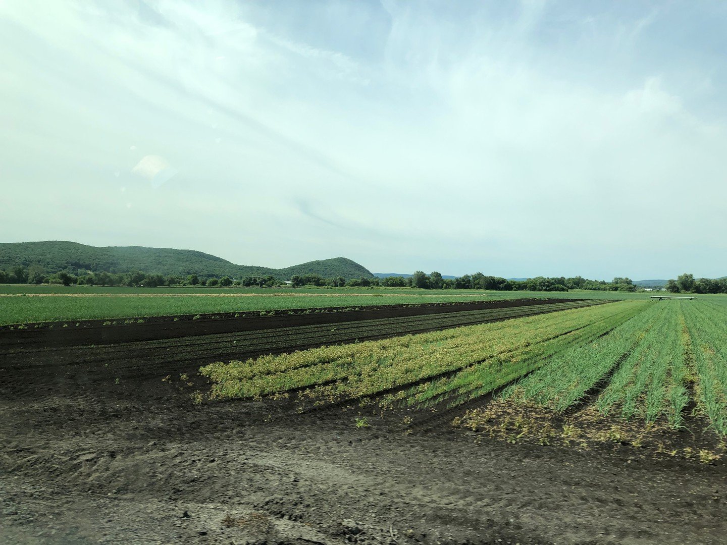 Looking back at a visit to @ssoproducefarms during high-season. We&rsquo;re proud to source from this fourth-generation vegetable farm, whose dedication and deep roots in New York agriculture help make our work possible. Thanks to their hard work in 