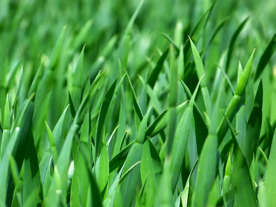 grass-383285_960_720.jpg