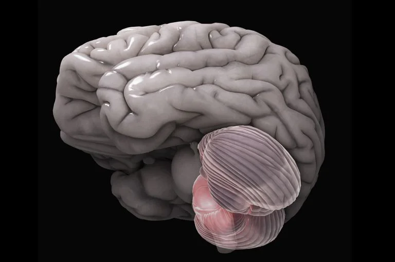 Isn't the cerebellum cute?