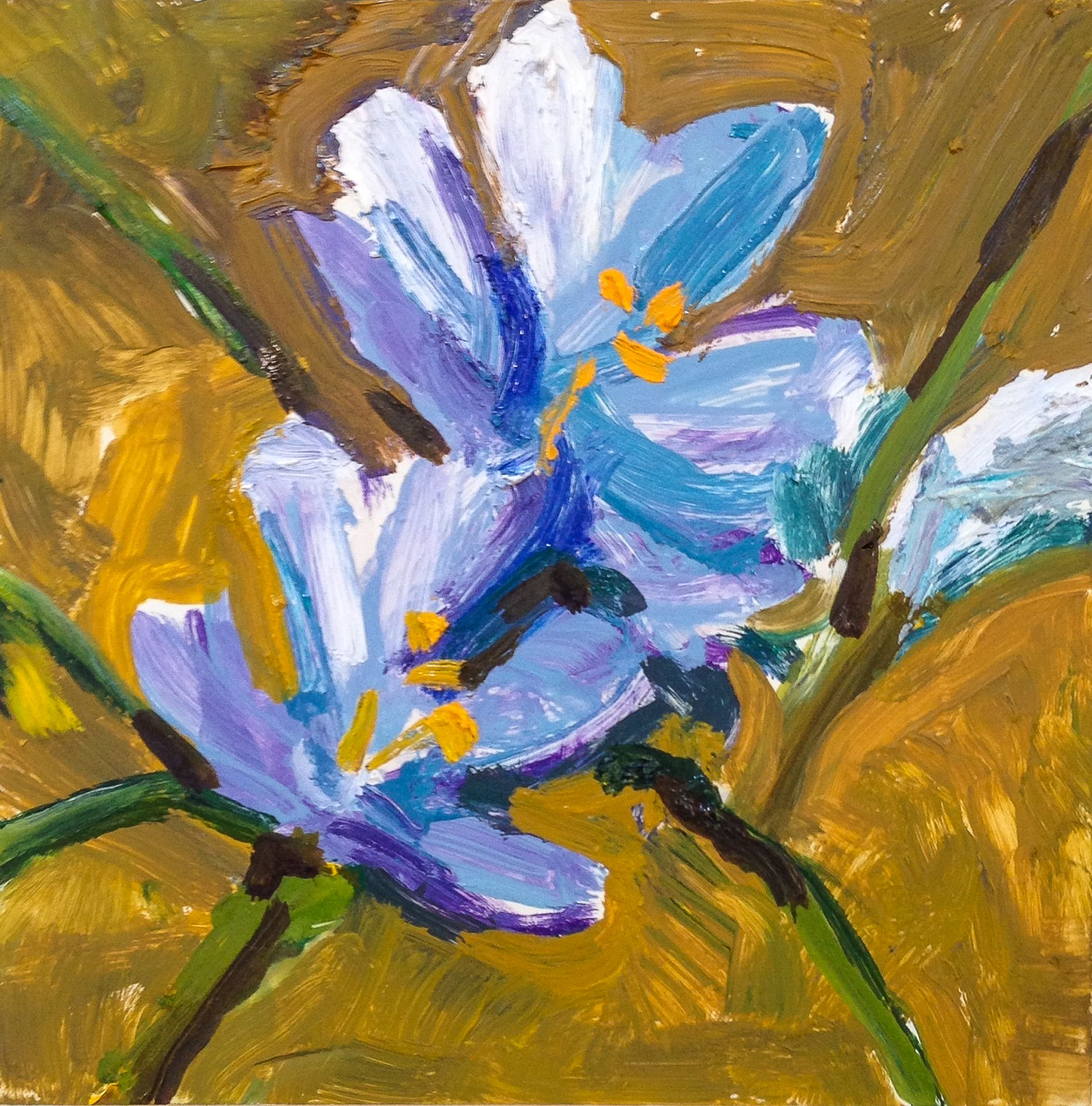 Blue Crocus